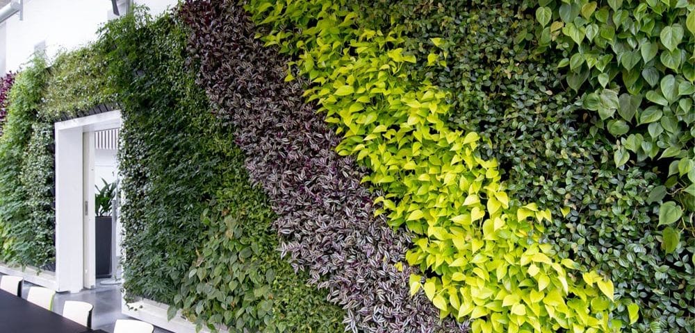 plantevæg, grøn væg,