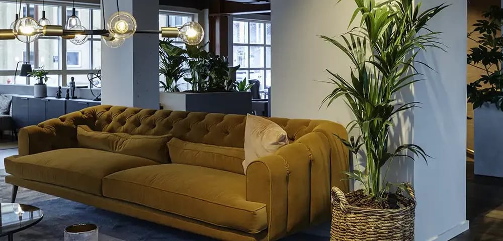 Sofa, Fletkurv med plante,