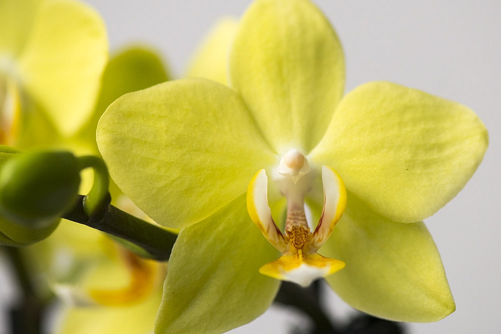 Gul-Phalaenopsis