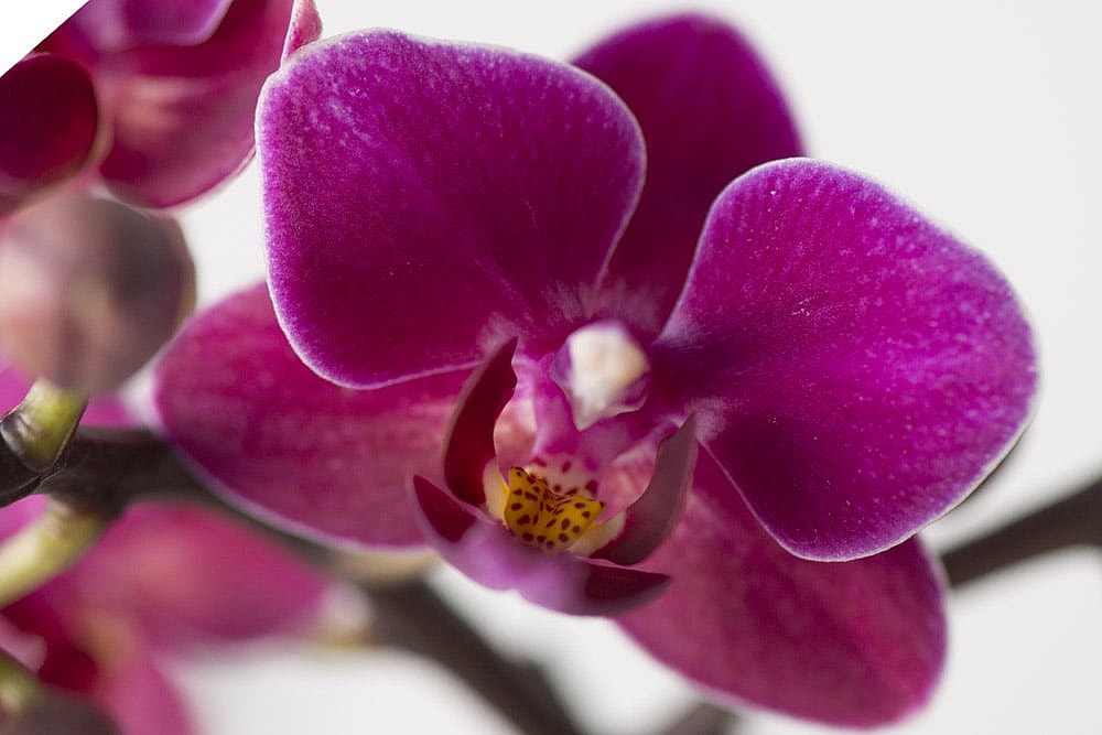 Lilla-Phalaenopsis,