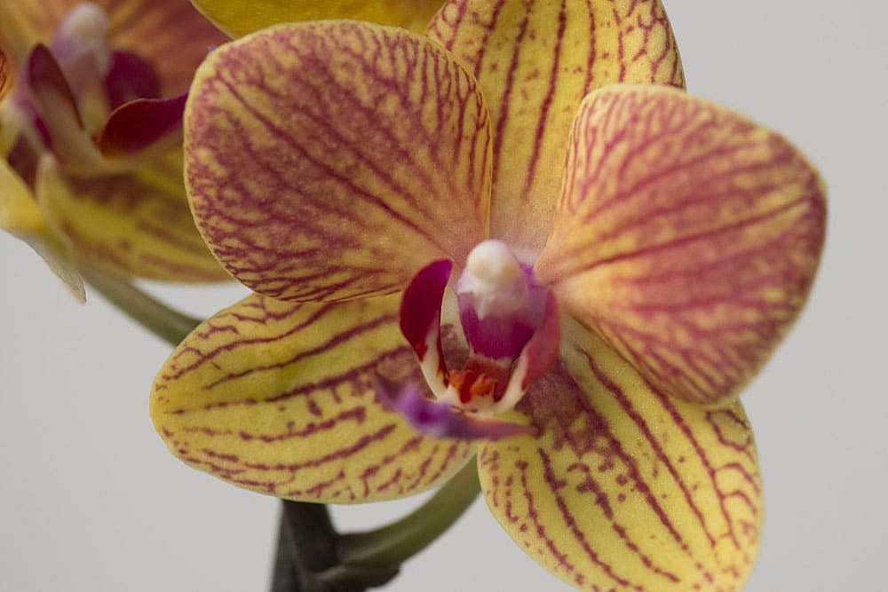 Orange-Phalaenopsis,