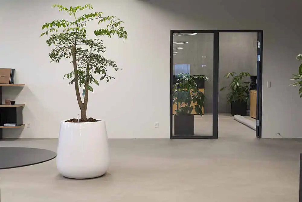 Stor grøn plante på kontor,