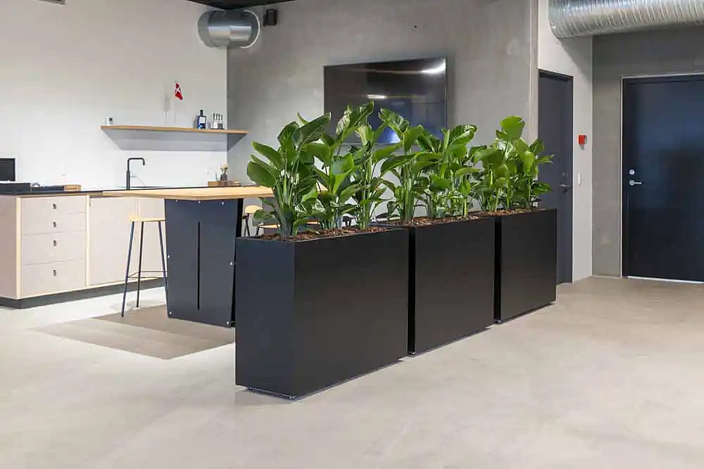Grønne planter som afskærmning,