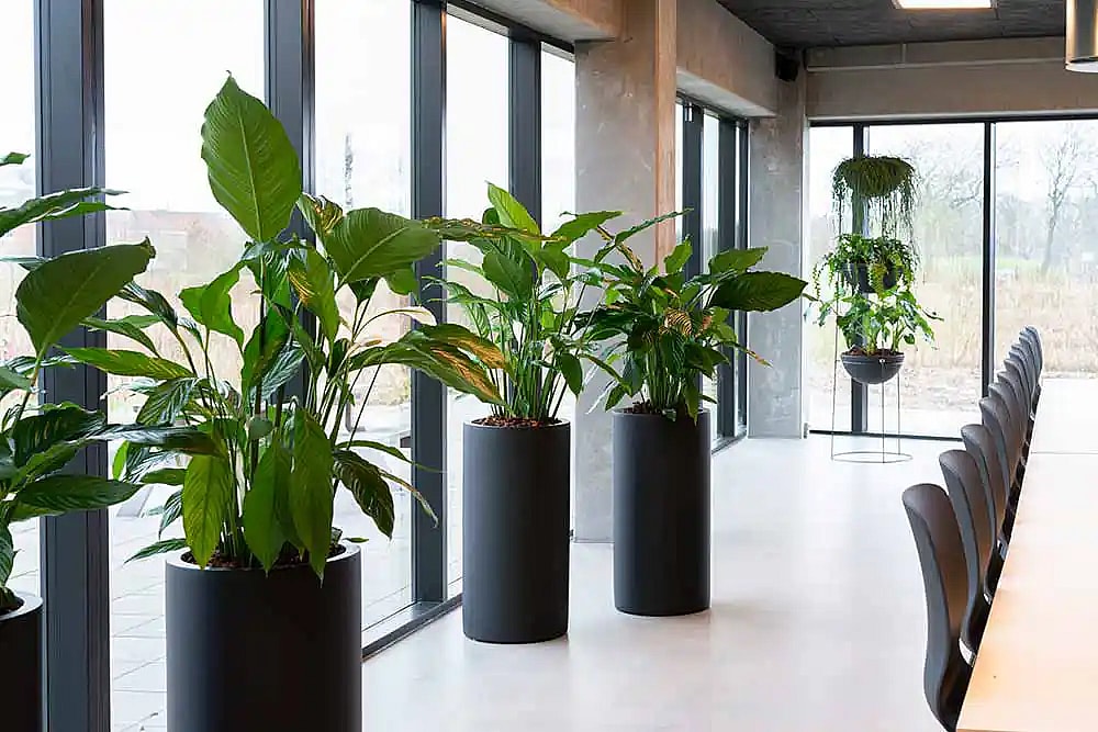 Planteindretning i kantine,