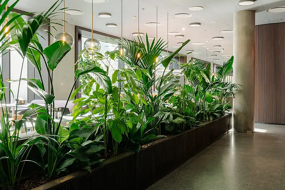 Indretning af Danske Banks hovedsæde, Store grønne planter,
