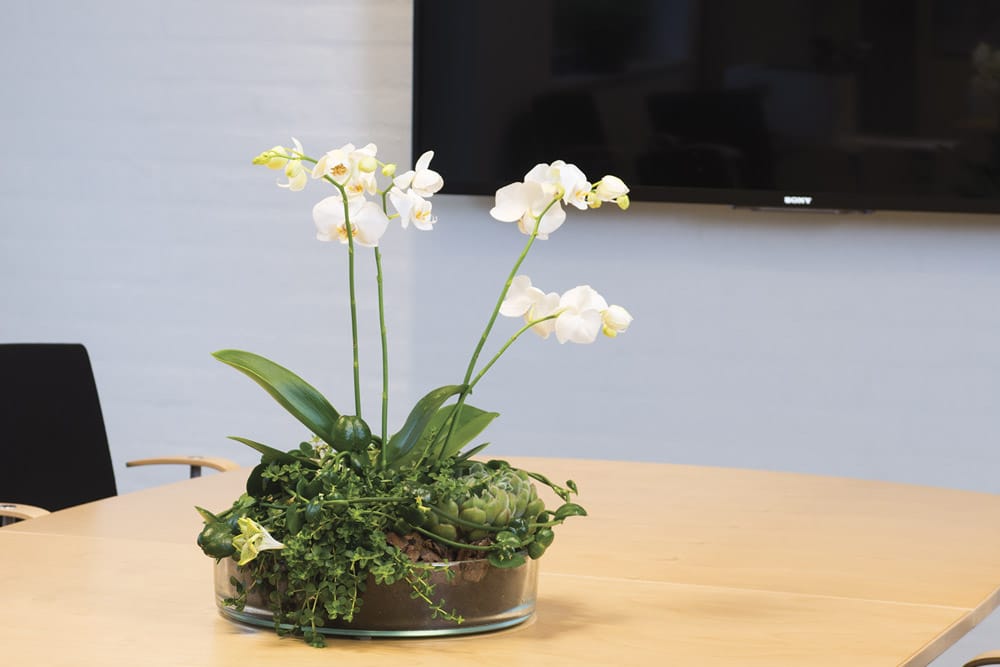 glasfad med hvide phalaenopsis,