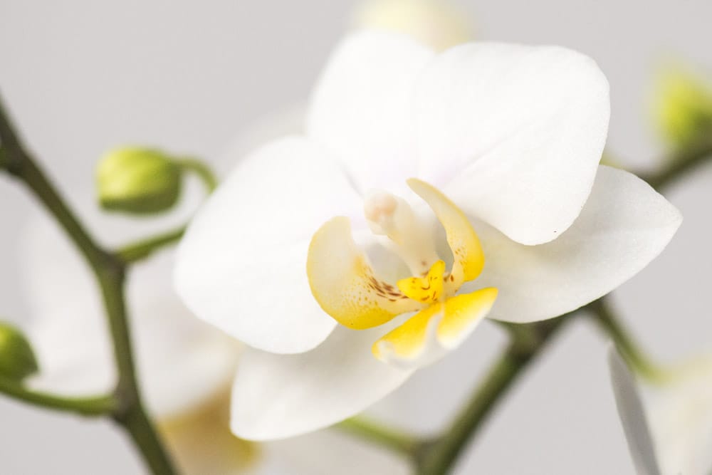 Hvid-Phalaenopsis