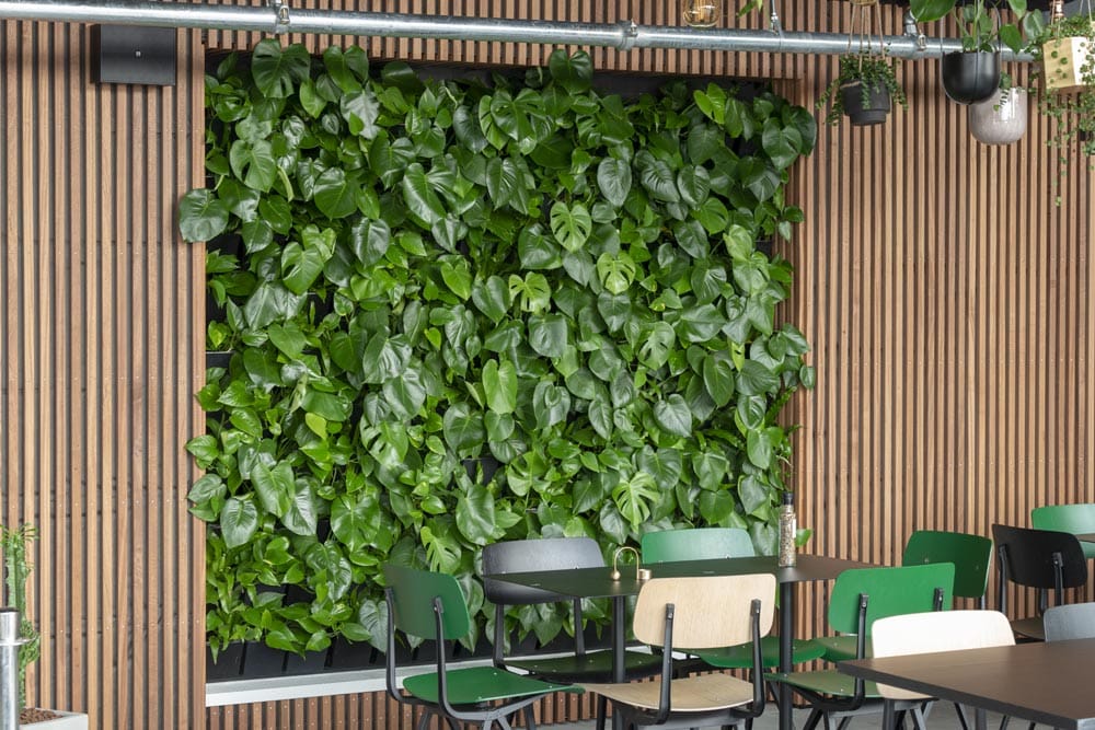 Grønne planter, væg med planter,