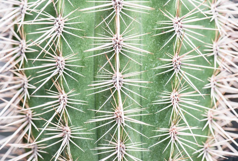 kaktus, kaktusser, tips og tricks, historier, guide