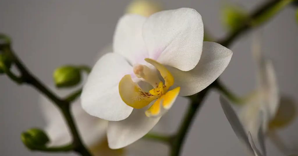 Nærbillede af hvid orkide, Phalaenopsis,