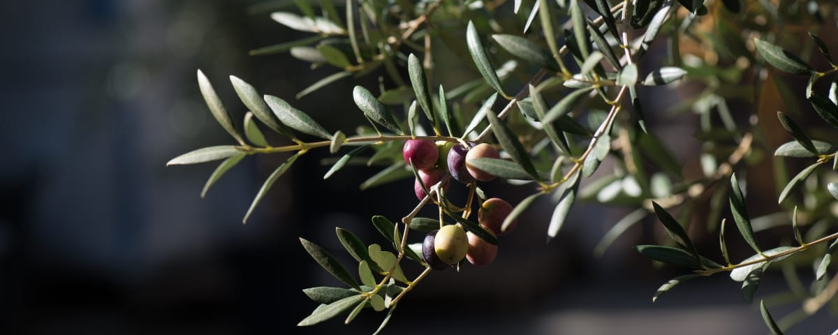 Oliventræ helt tæt på