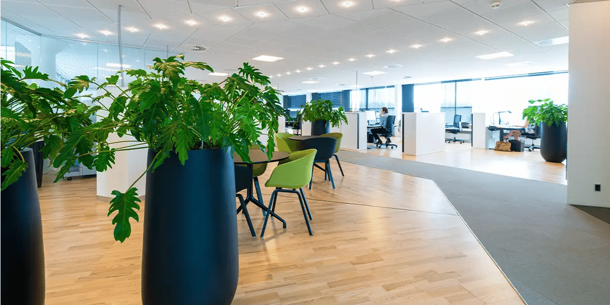 Grønne planter i åbent kontorlandskab,
