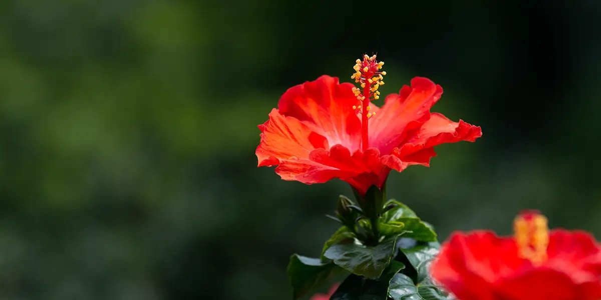 Rød Hibiscus blomst,