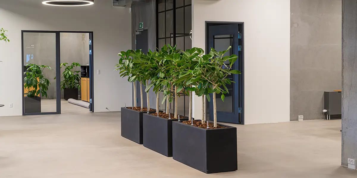 Aflange sorte kumme med planter i råt kontor,