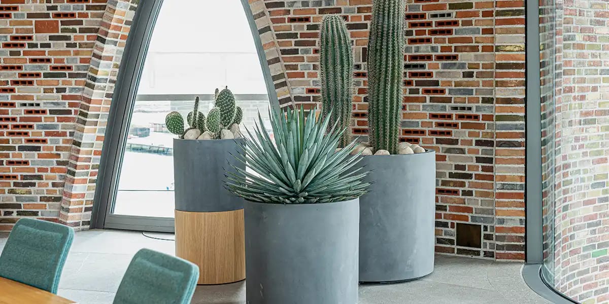 Store beton krukker med kaktus,