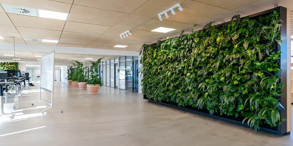 Stor grøn plantevæg i åbent kontorlandskab,