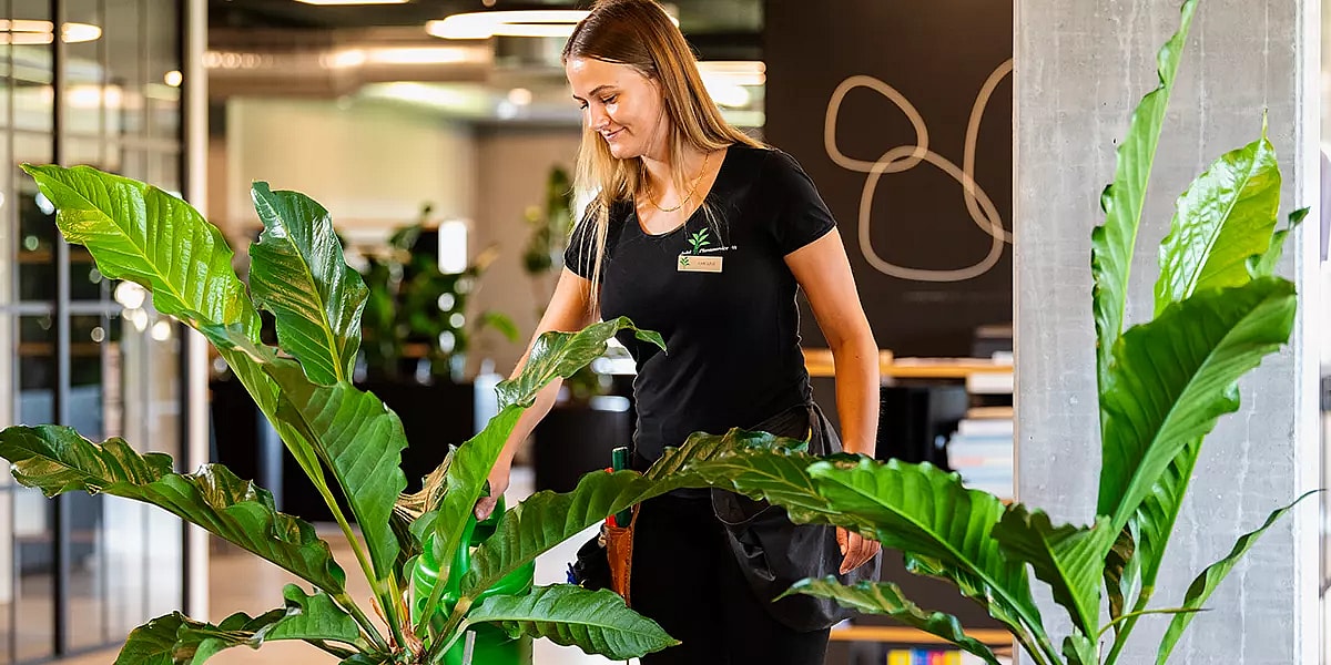 servicegartner, vanding af kontorplanter,