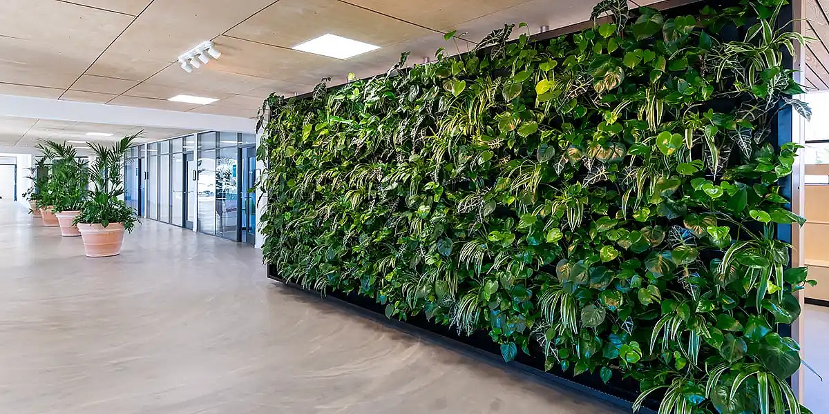 Plantevæg på kontor,