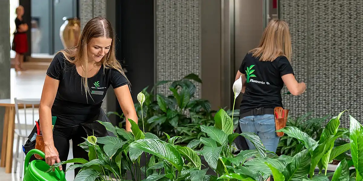 Pasning af planter på kontor, servicegartner,