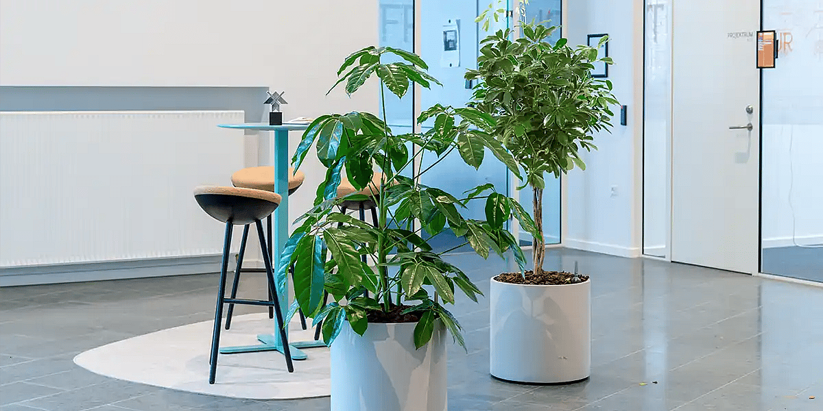 Schefflera Amate og Arboricola i kontormiljø,