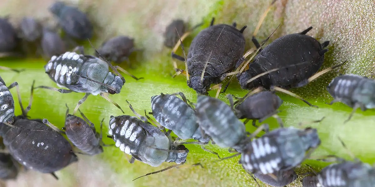 Aphis fabae aphids, Bladlus,