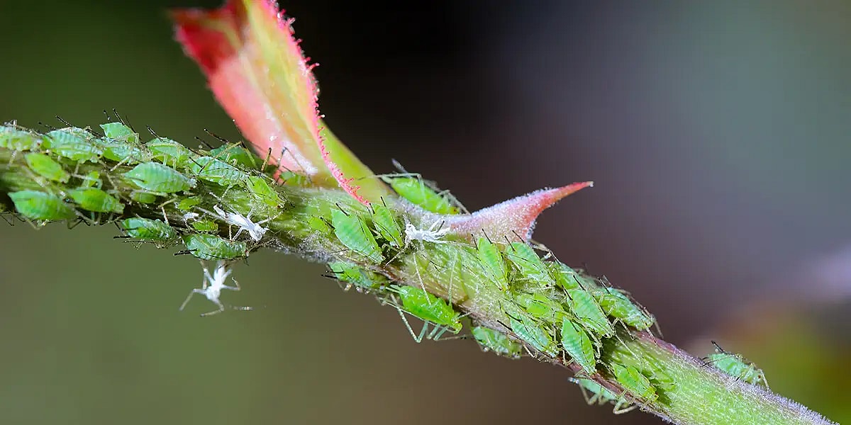 Angreb af bladlus i plante,