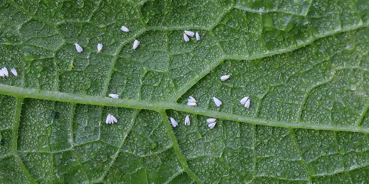 Hvid fluer/Mellus i plante,