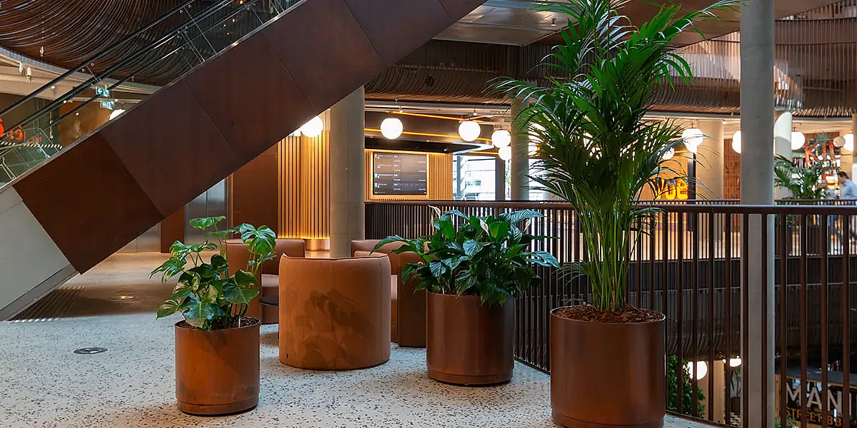 Plantemiljø med Kentia palme,