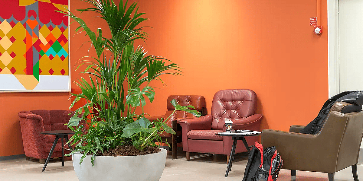 Plantemiljø med Kentia palme,