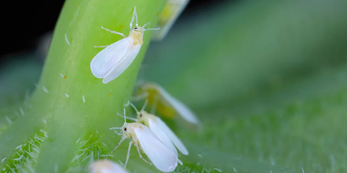 Mellus i planter, Hvide fluer på blad,