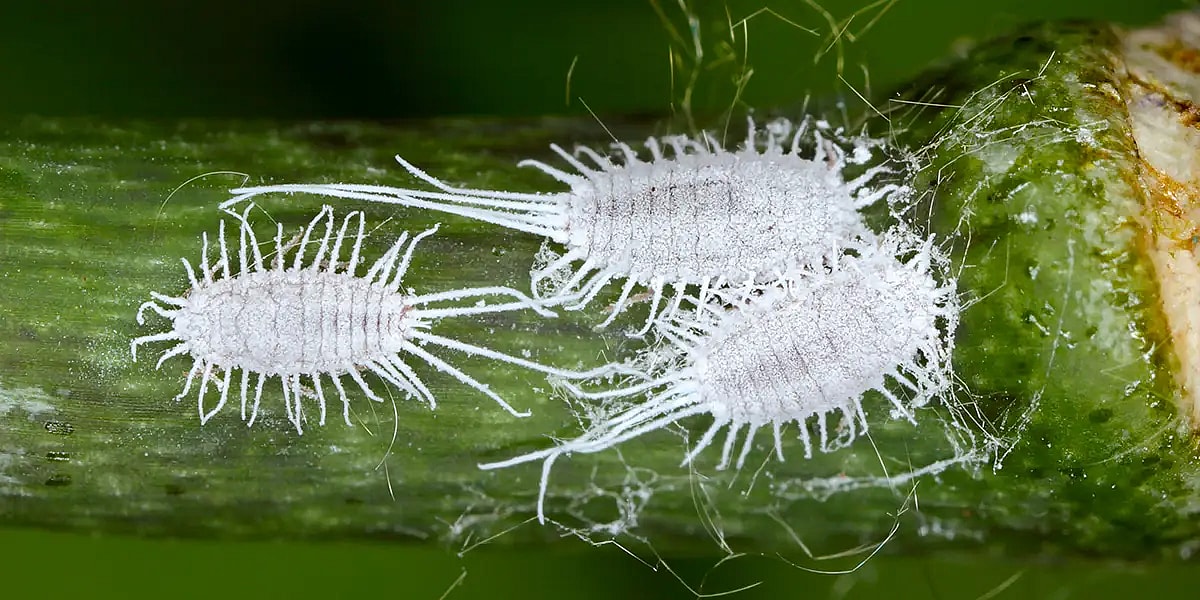 Langfrynset uldlus, Pseudococcus longispinus,