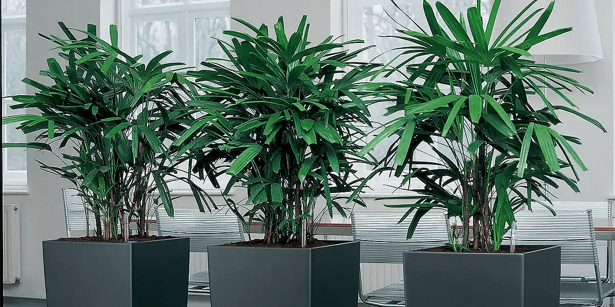 Rhapis excelsa palme,
