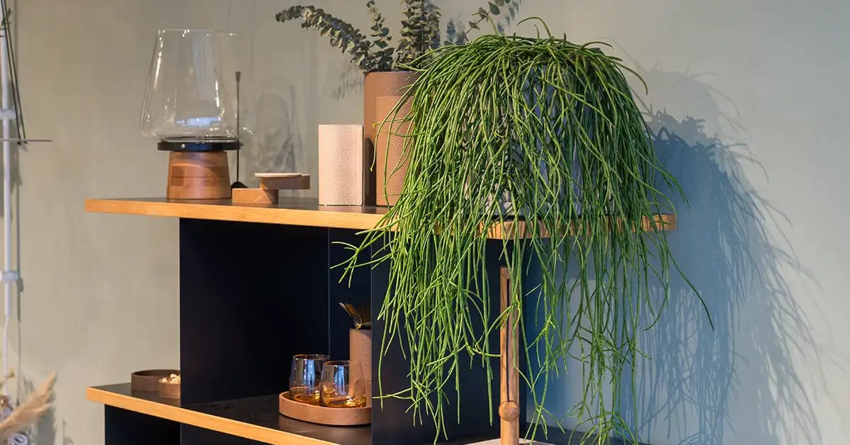 Grå potte med store Rhipsalis på reol,