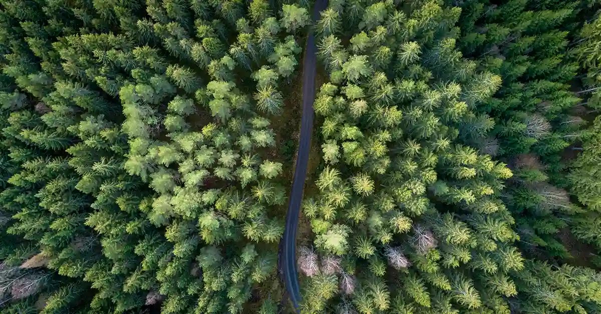 Skovvej, Miljø, Dronefoto,