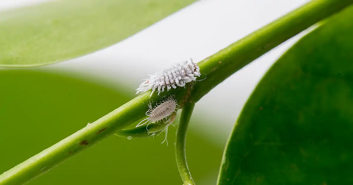 Grøn plante med uldlus,