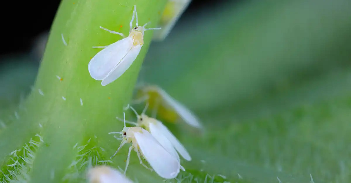 Hvide mellus på plante stængel,
