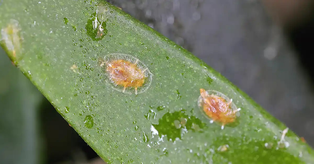 Grøn plante med skjoldlus,