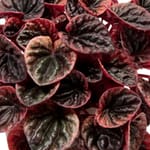 Peperomia,