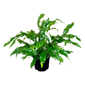 hængende haver, altankasser, Microsorum-diversifolium, grøn plante,