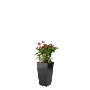 Luftrensende plante Anthurium,