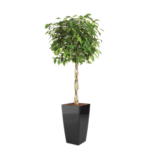 Luftrensende plante Ficus,
