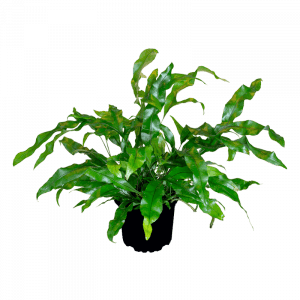 hængende haver, altankasser, Microsorum-diversifolium, grøn plante,