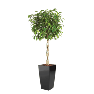 Luftrensende plante Ficus,