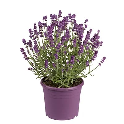 Lavendel plante,