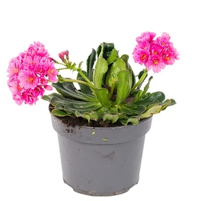 Sukkulent med pink blomster,
