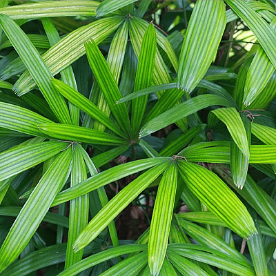 Rhapis excelsa,