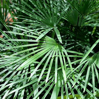 Rhapis humilis,