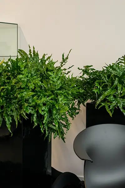 Sort krukker med grønne planter på kontor,