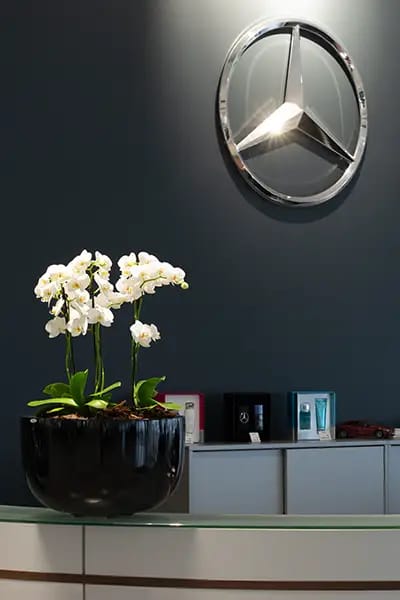 Hvid orkide i sort fad, receptionsskranke,