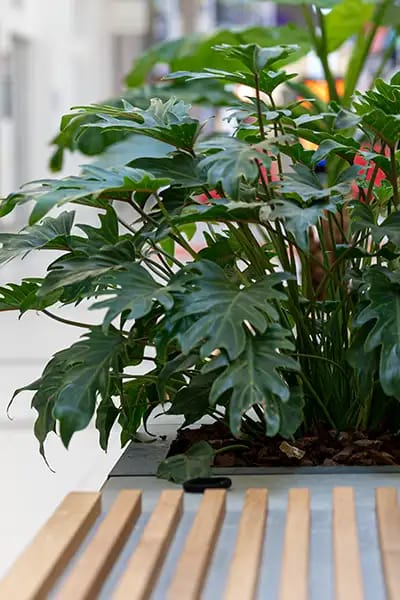 Philodendron Xanadu,
